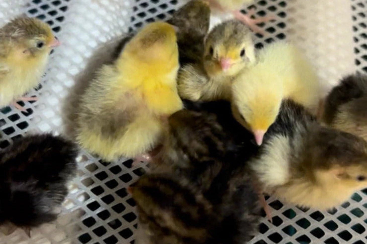 Button Quail / Chinese Painted Quail Hatching Eggs
