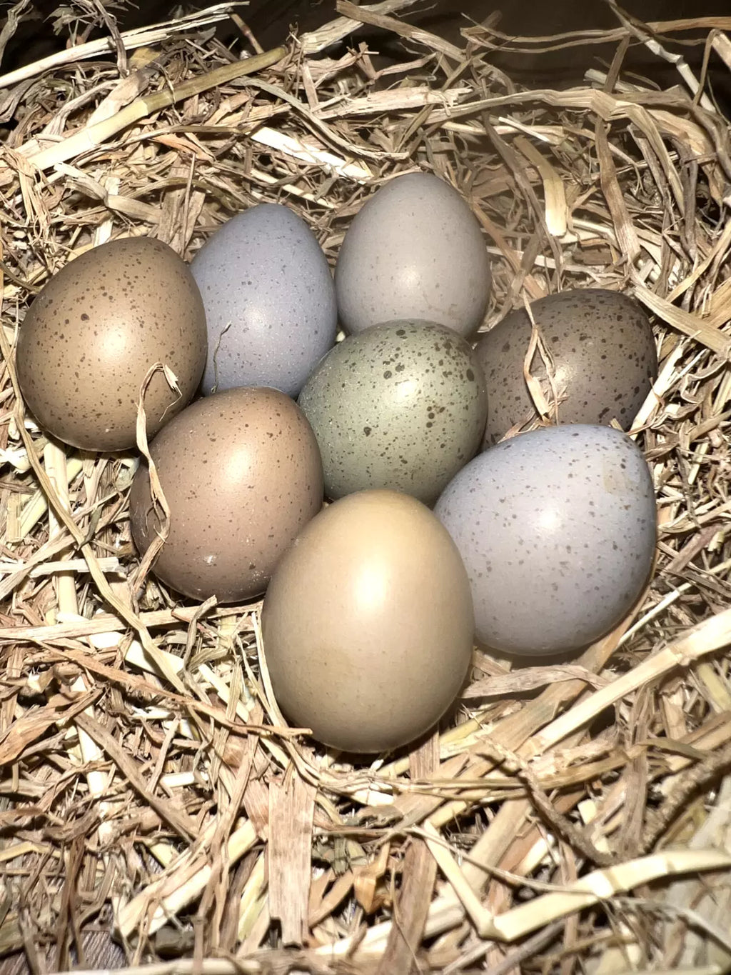 Button Quail / Chinese Painted Quail Eggs