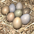 Button Quail / Chinese Painted Quail Hatching Eggs