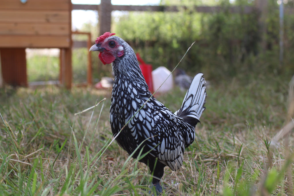 Mix and Match Chicken Hatching Eggs