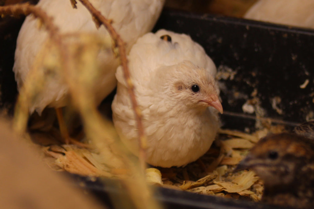 Button Quail / Chinese Painted Quail Hatching Eggs